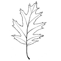Árbol #26983