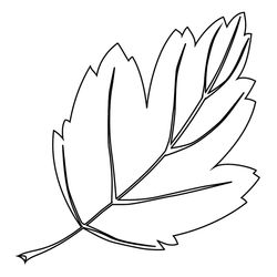 Árbol #26987