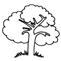 Árbol #26988