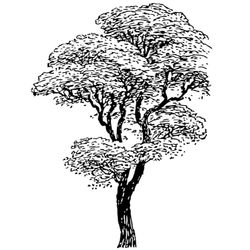 Árbol #27011