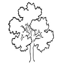 Árbol #27012