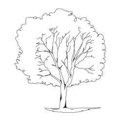 Árbol #27016
