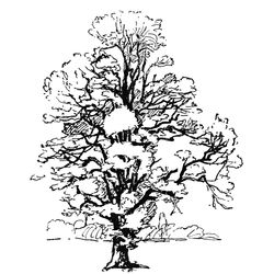 Árbol #27051