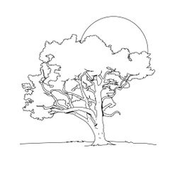 Árbol #27053