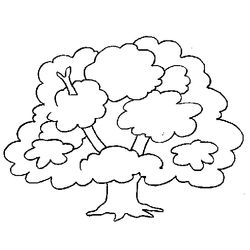 Árbol #27080