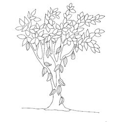 Árbol #27083