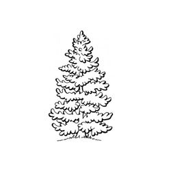 Árbol #27092