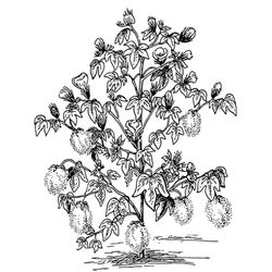 Árbol #27099