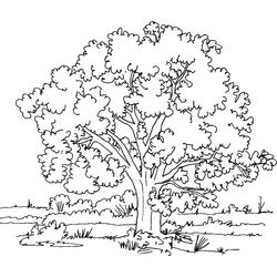 Árbol #26958