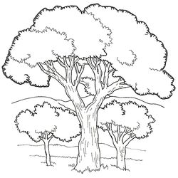 Árbol #26967