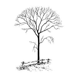 Árbol #26971