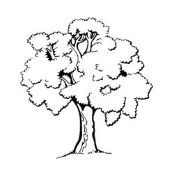 Árbol #26972