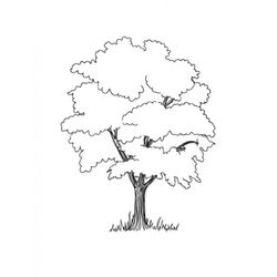 Árbol #26977