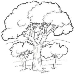 Bosque #27188