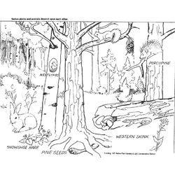 Bosque #27197