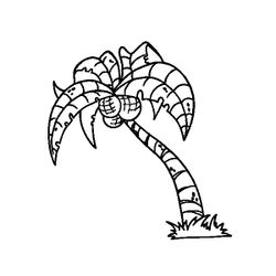 Cocotero #27306