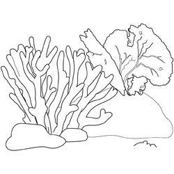 Coral #27489