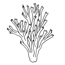 Coral #27492