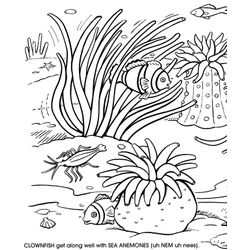 Coral #27500