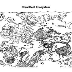 Coral #27501