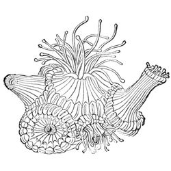 Coral #27511