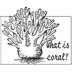 Coral #27521