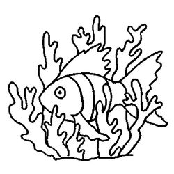 Coral #27522
