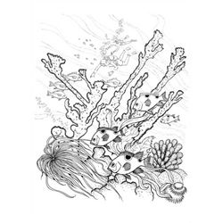 Coral #27526