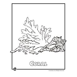 Coral #27528
