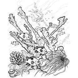 Coral #27542