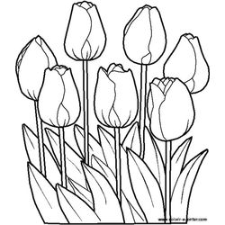Flores #27619