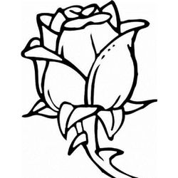Flores #27627