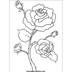 Flores #27635