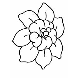 Flores #27637