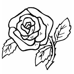 Flores #27642
