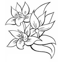 Flores #27652