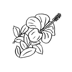 Flores #27653