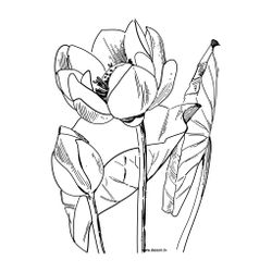 Flores #27676