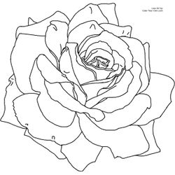 Flores #27689