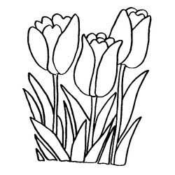 Flores #27701
