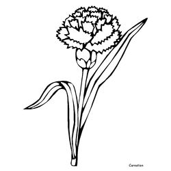 Flores #27702