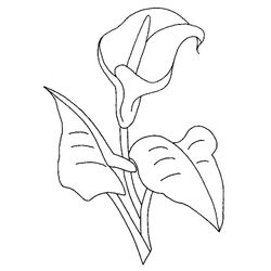 Flores #27703