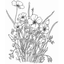 Flores #27721