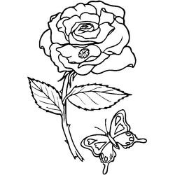Flores #27728