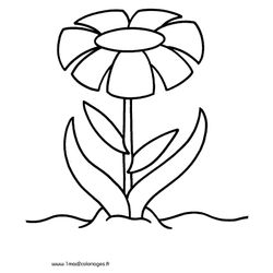 Flores #27734