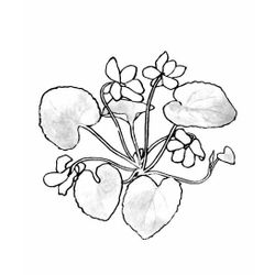 Flores #27738