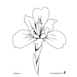 Flores #27757