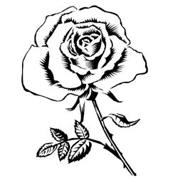 Flores #27783