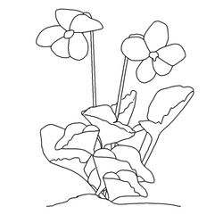 Flores #27787