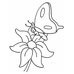 Flores #27789